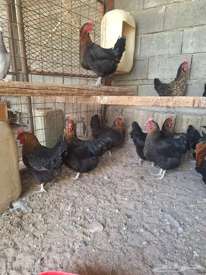 دجاج تركي اسود مستوى فاخر 7