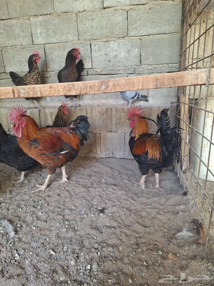 دجاج تركي اسود مستوى فاخر 1