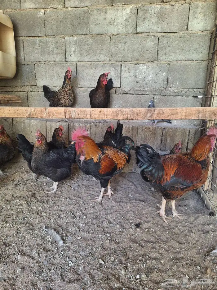 دجاج تركي اسود مستوى فاخر 0