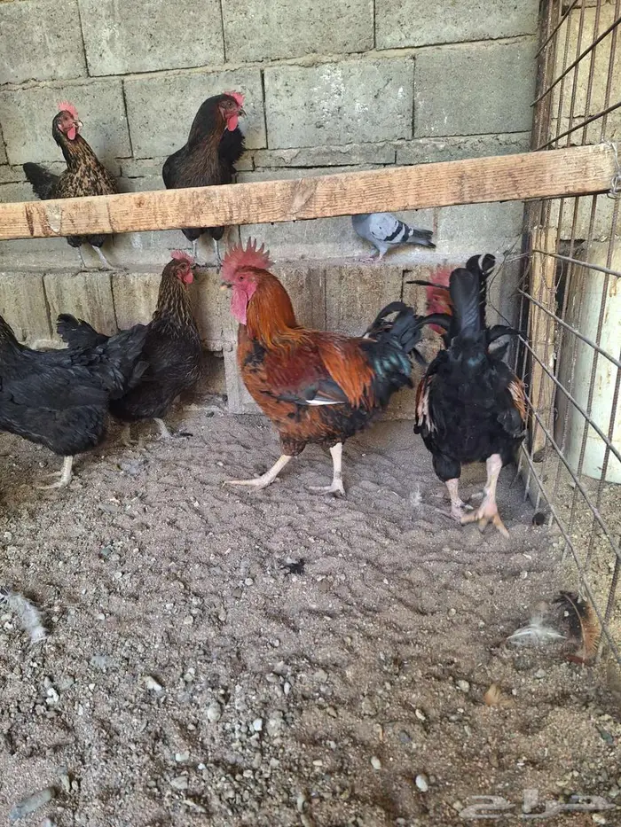 دجاج تركي اسود مستوى فاخر 3