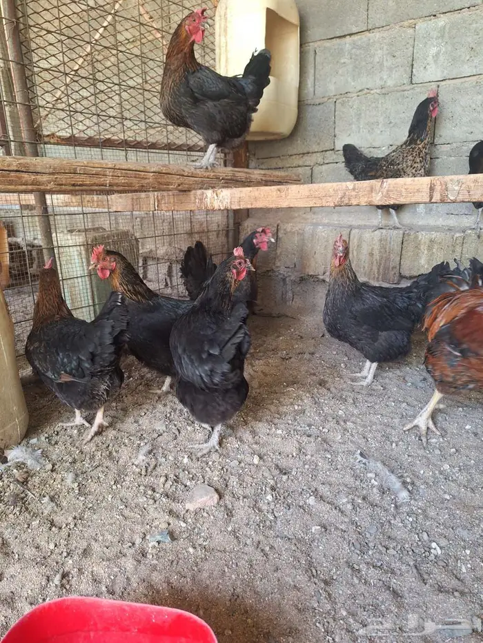 دجاج تركي اسود مستوى فاخر 9