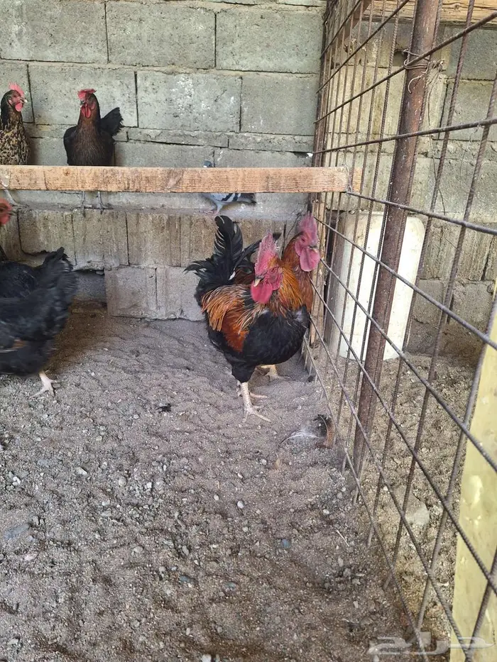 دجاج تركي اسود مستوى فاخر 6