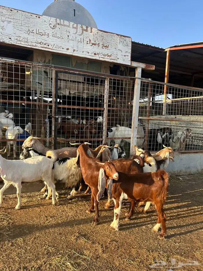 معزا مشاريك صنف 0