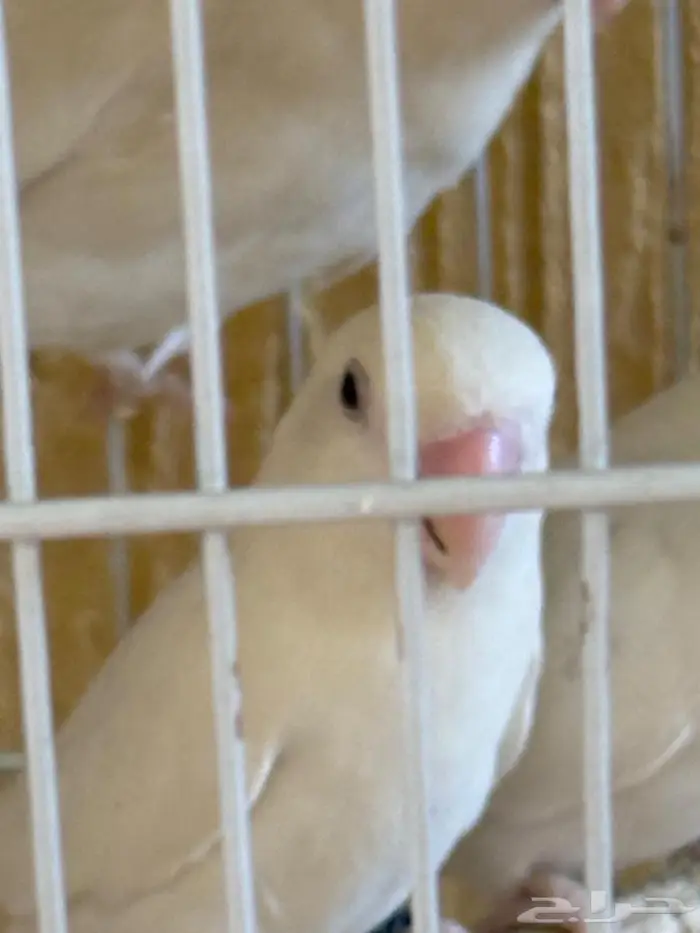 روز البينو وكناري 32