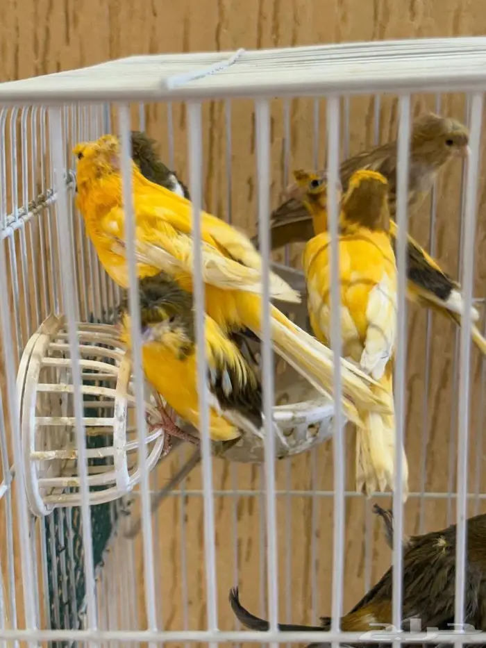 روز البينو وكناري 20