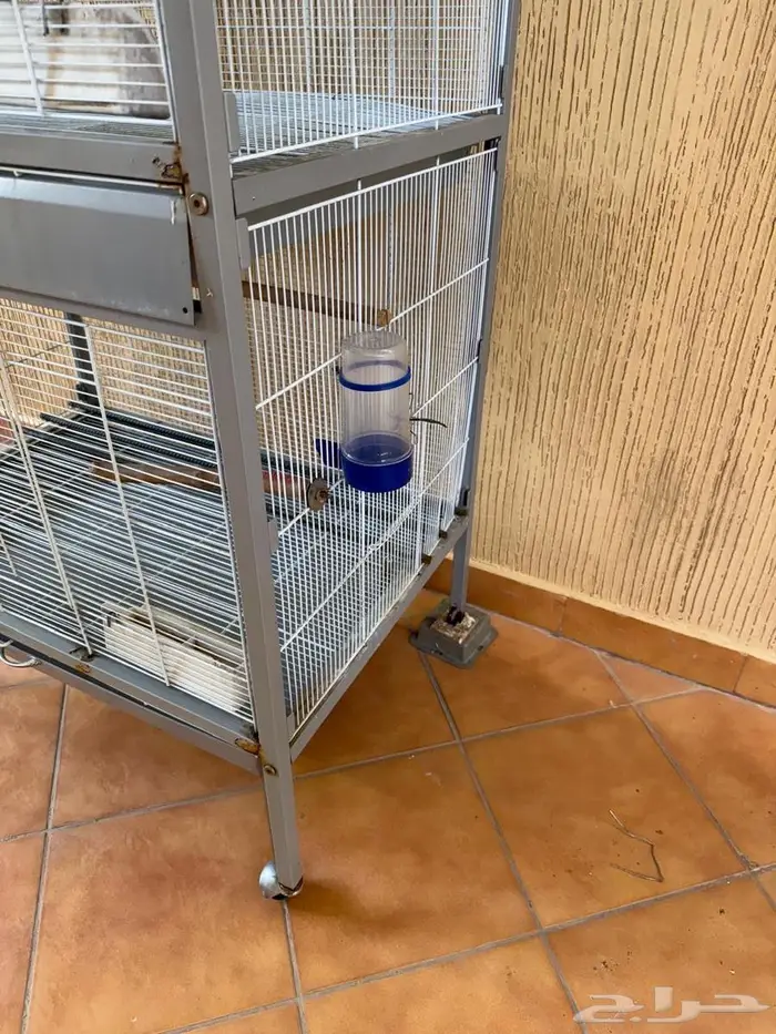 روز البينو وكناري 5