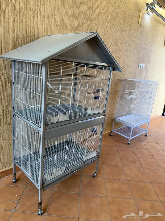 روز البينو وكناري 9