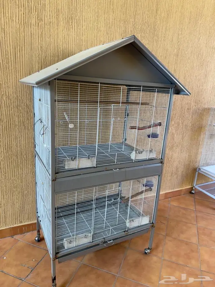 روز البينو وكناري 10