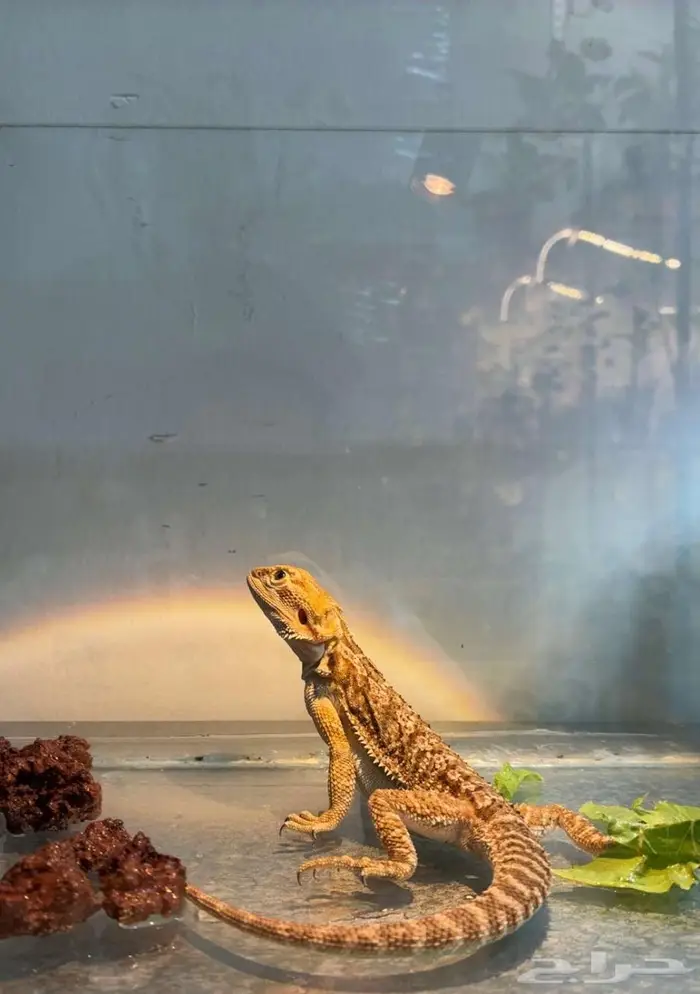 بيرد دراقون 1