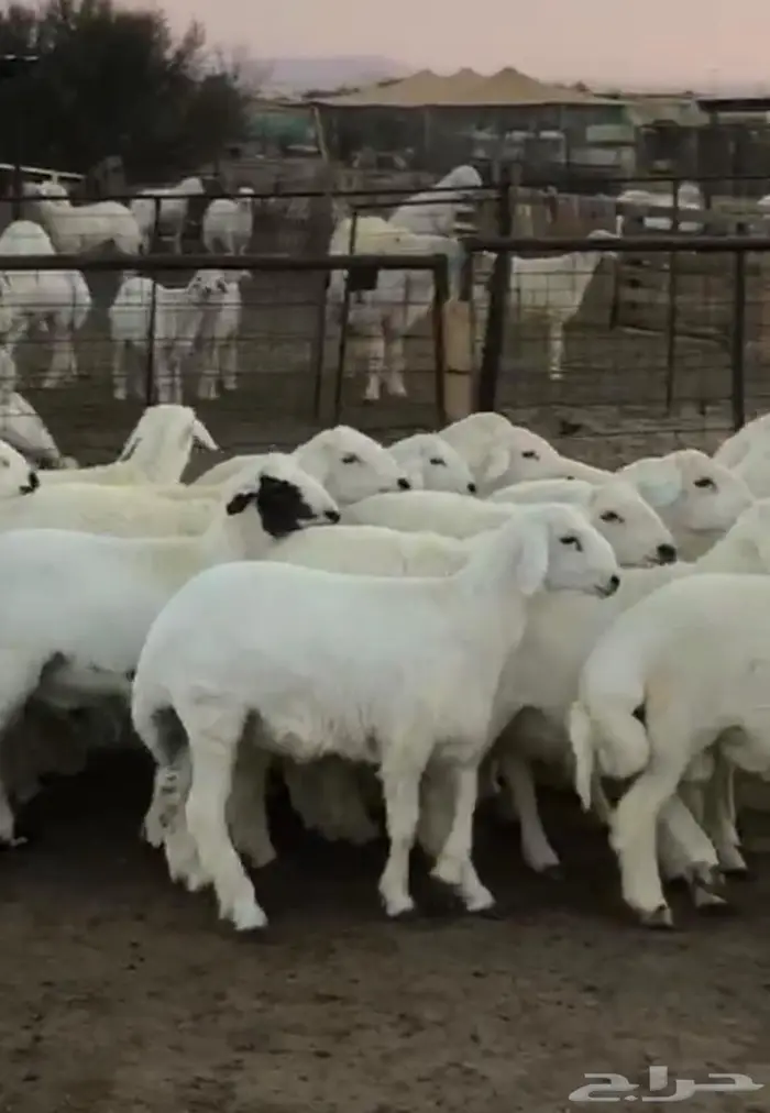 للبيع طليان فل شحم 0