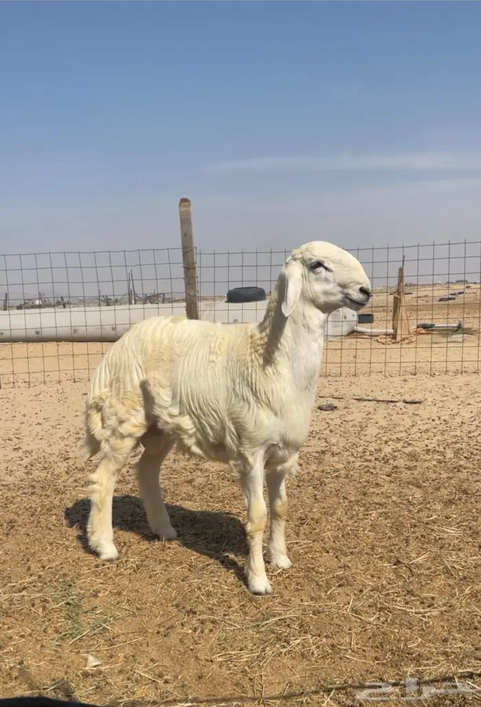 مشروع فحل صنف شق توم 2 0