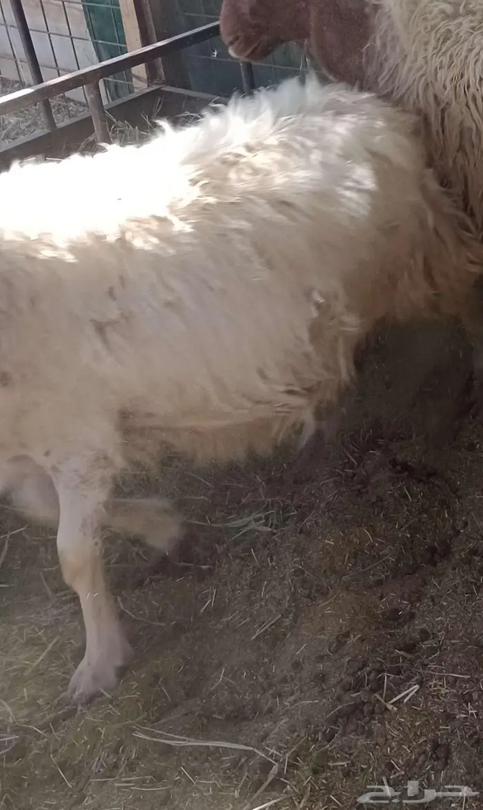 شاه ذبيحه ما تشوف 1