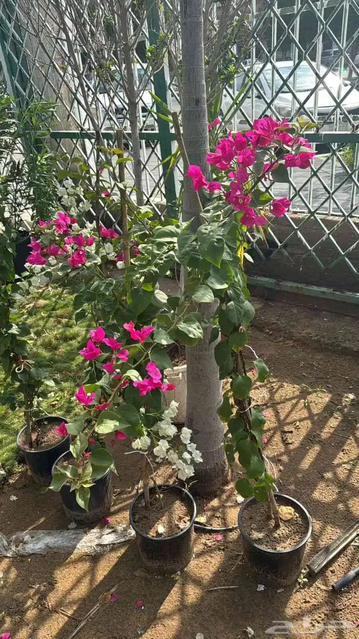 مشاتل تنسيق الحد ايق 5