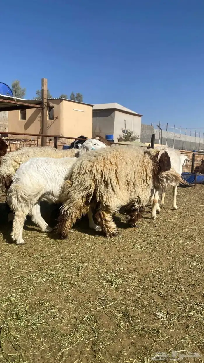 ذبايح نعيم 9