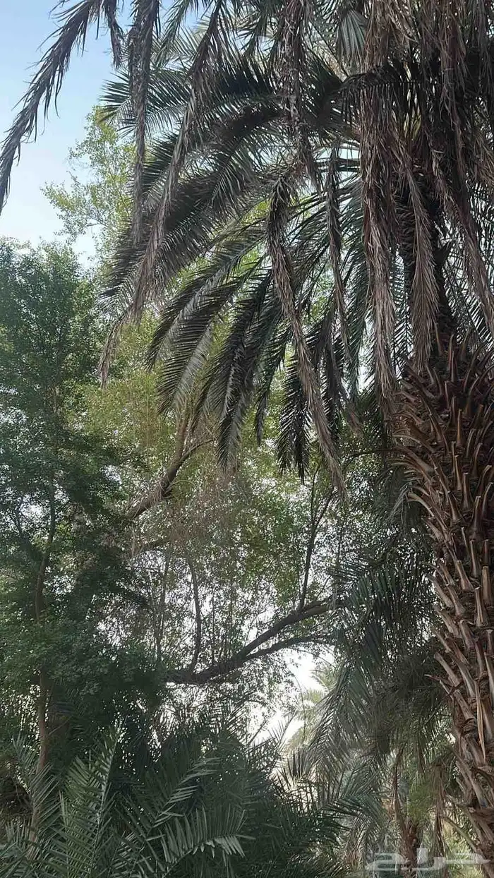 حناء وسدر توصيل جميع مناطق المملكة جملة وتجزئة 1