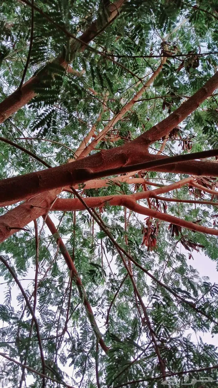 يوجد بذزر شجرة الأكاسيا 1