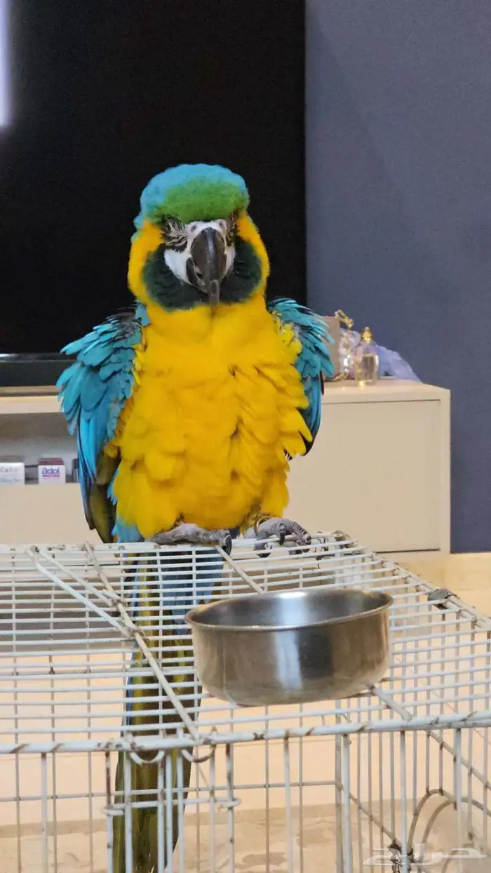 ببغاء مكاو بلو اند قولد 3