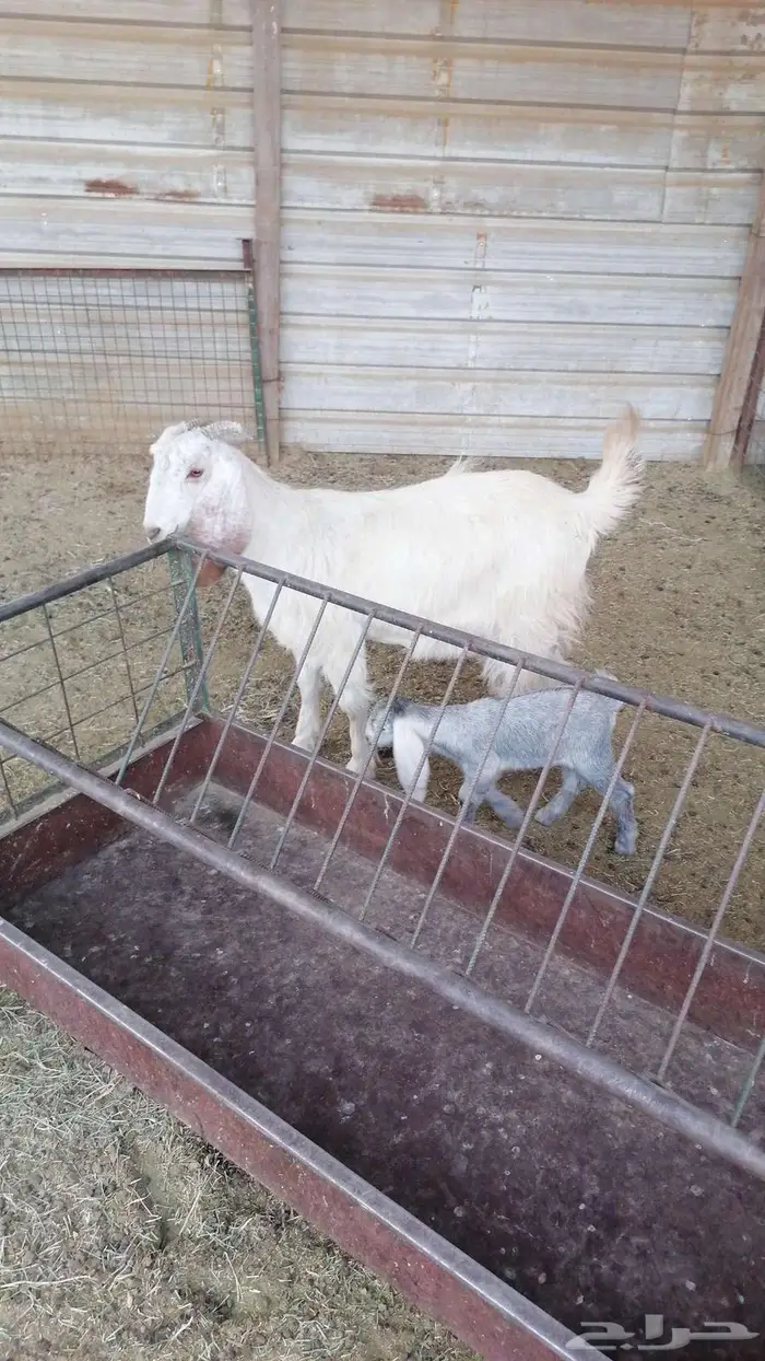 جذعة متاوم تيسين 1