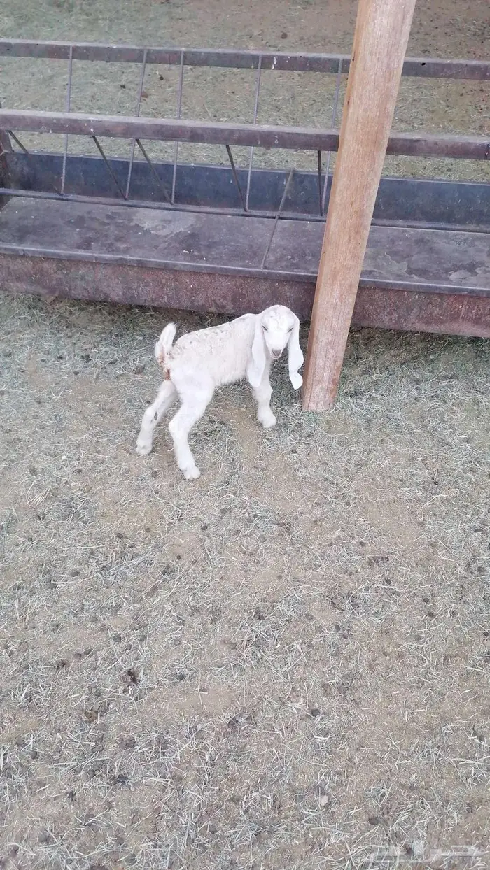 جذعة متاوم تيسين 0