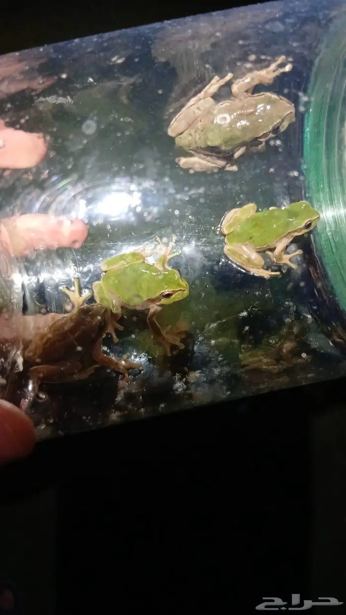 ضفدع الشجرة tree frog 2