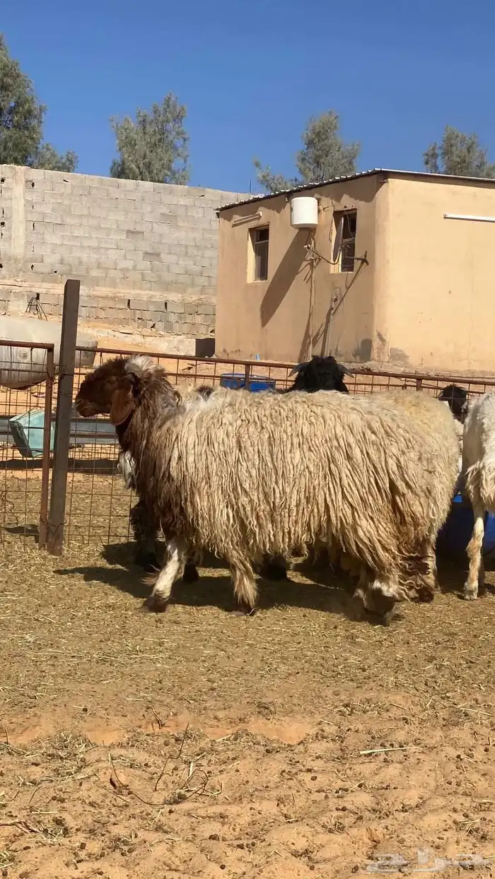 ذبايح نعيم 6