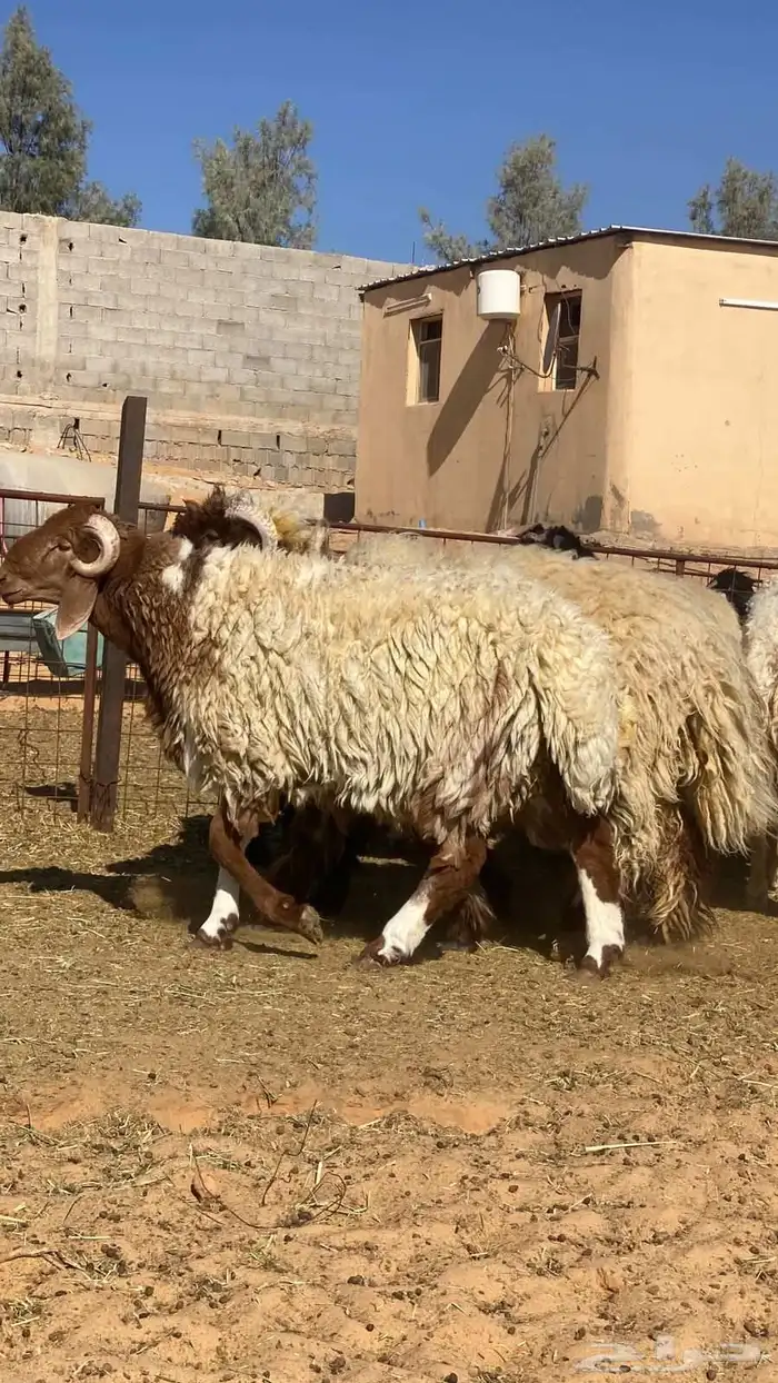 ذبايح نعيم 2