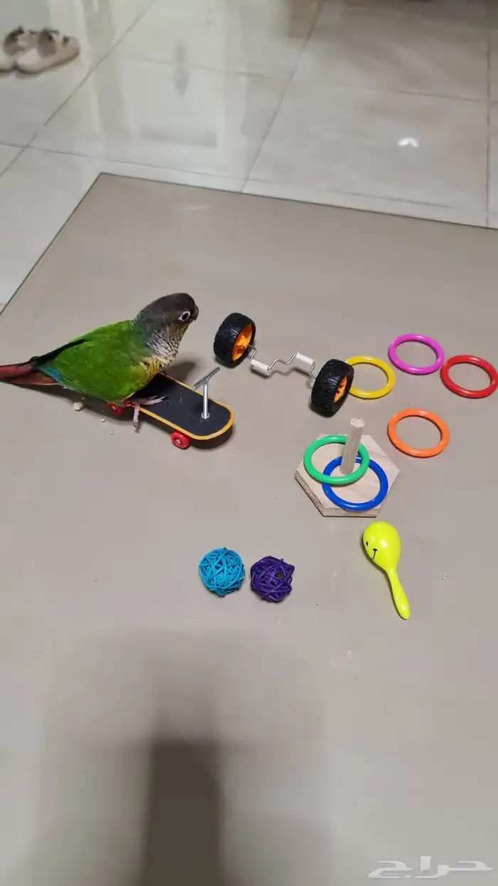 ببغاء كنيور 0