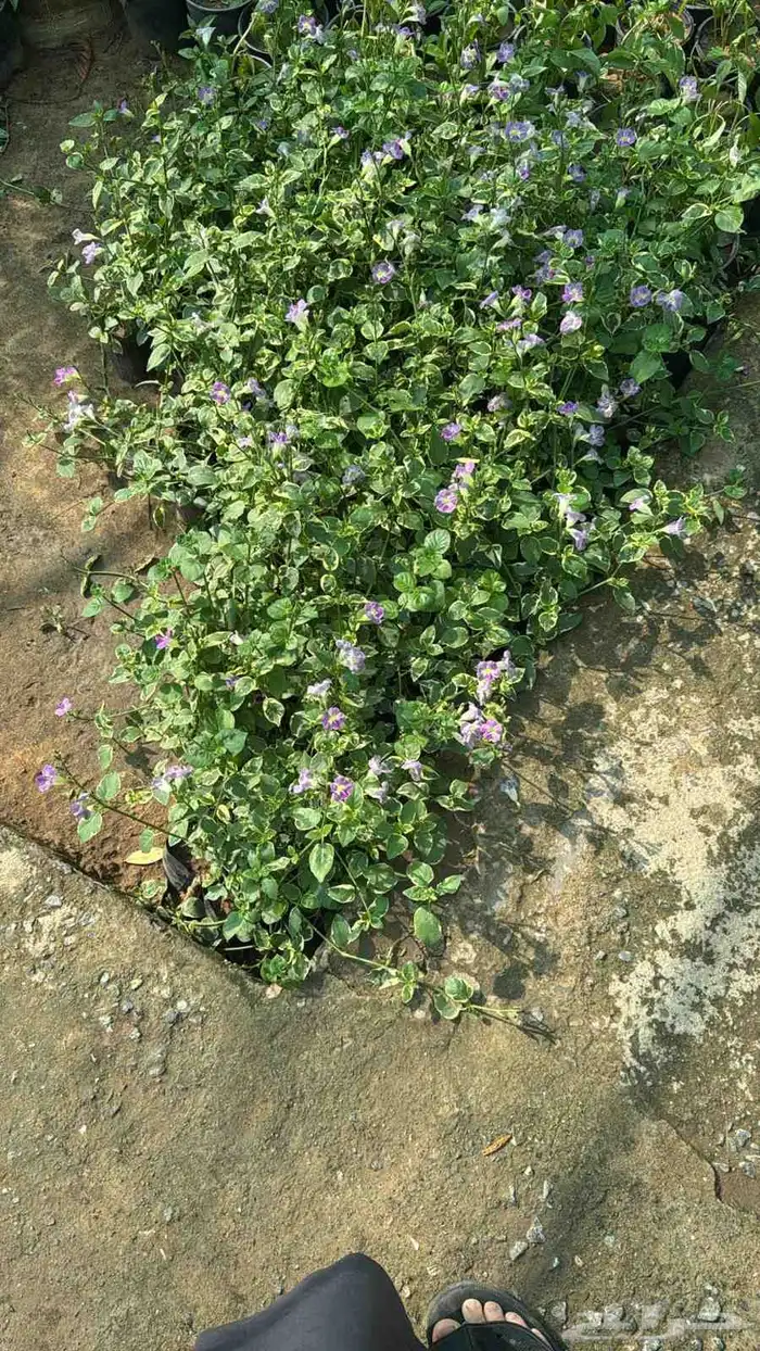 مشاتل تنسيق الحد ايق 4