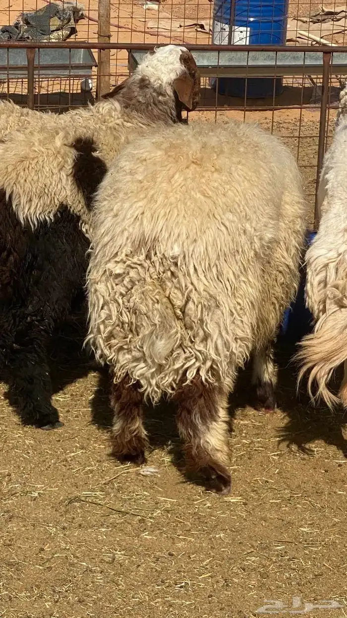 ذبايح نعيم 1