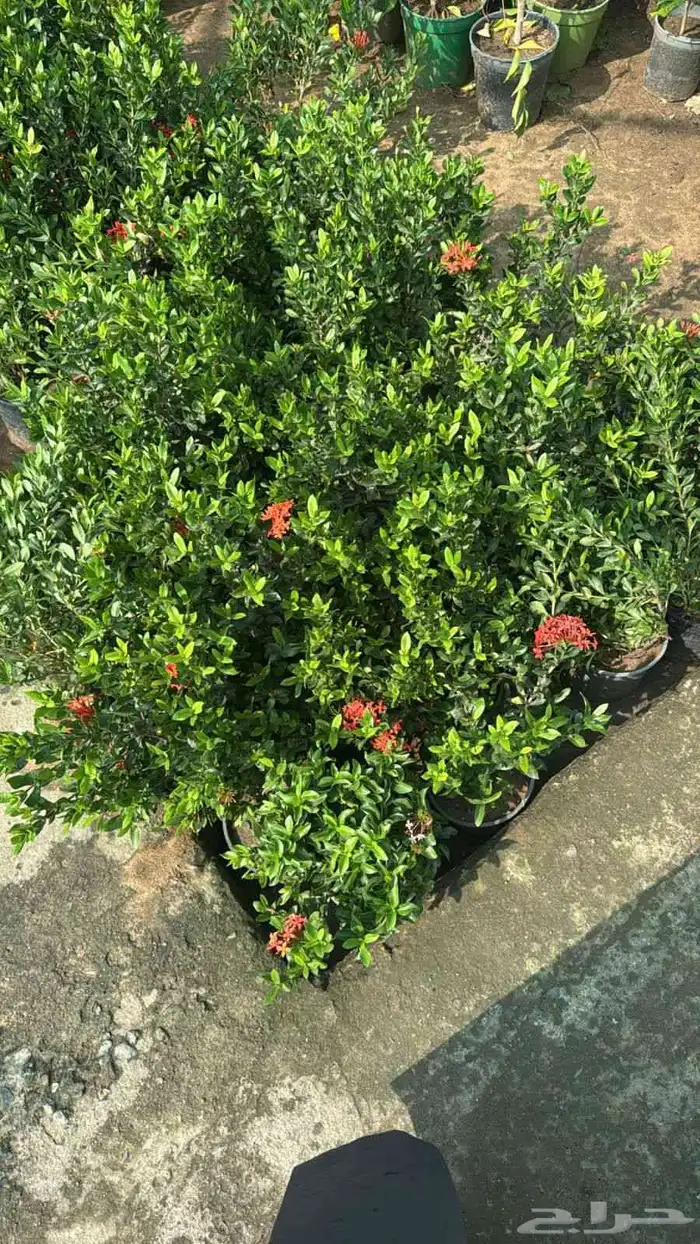 مشاتل تنسيق الحد ايق 2