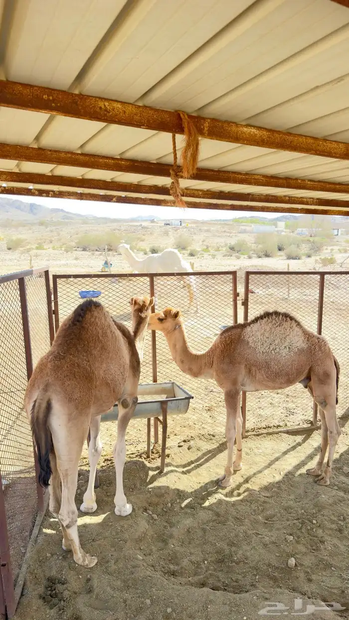 حشوان للبيع 0