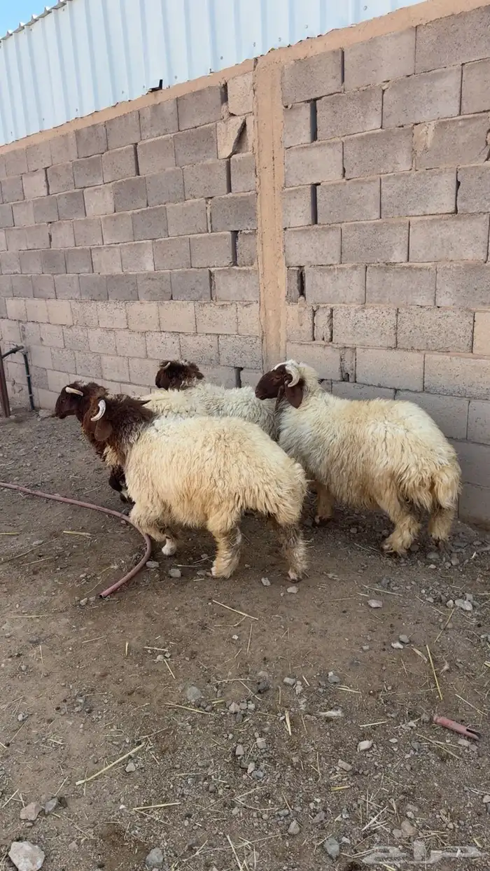 خرفان هرافى نعميم 0