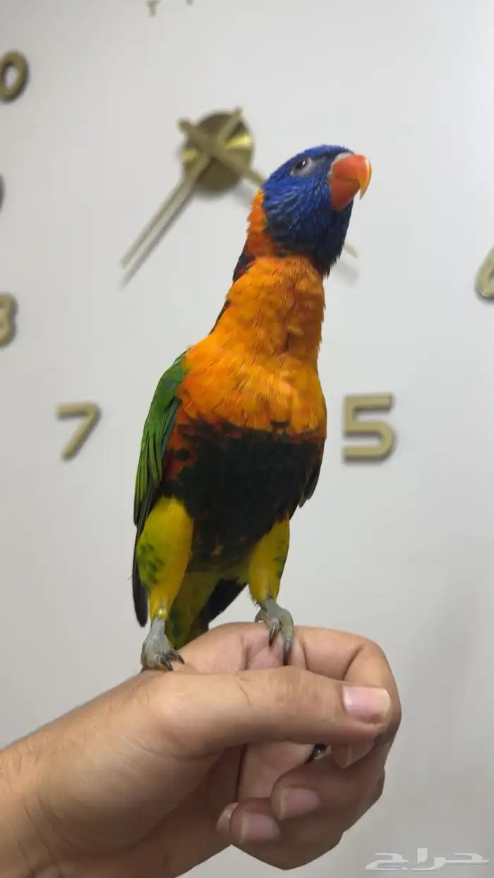 لوري رد كولارد (تم البيع) 0