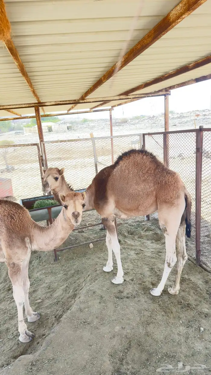 حشوان للبيع 2