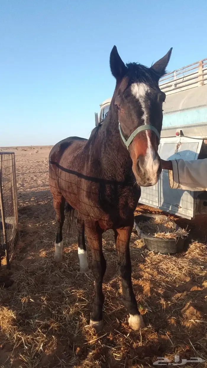 حصان انقلينزي الطبع مع البل مشاءالله 0
