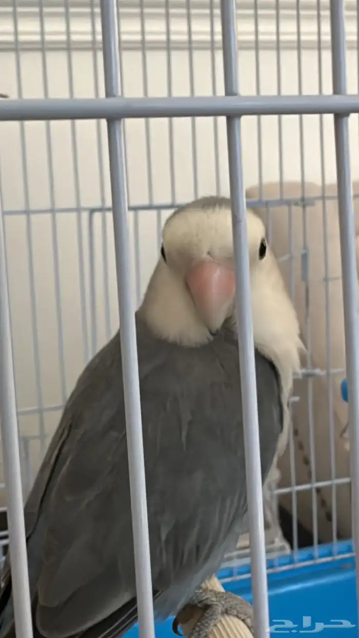 ممتازه ويلعب ويغردد 1