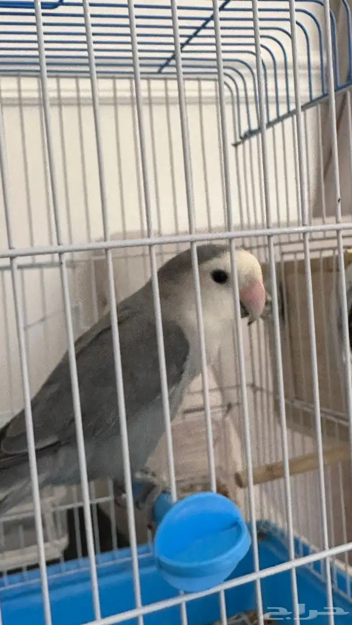 ممتازه ويلعب ويغردد 2