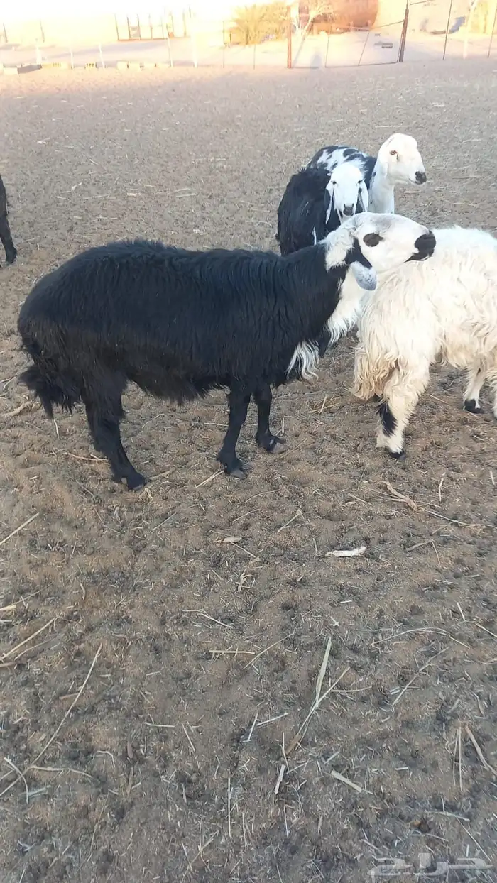 كبش ثني مشروط 0