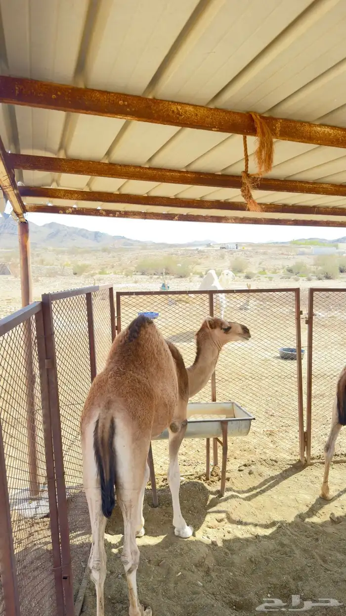 حشوان للبيع 3