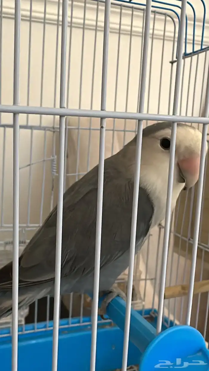 ممتازه ويلعب ويغردد 0