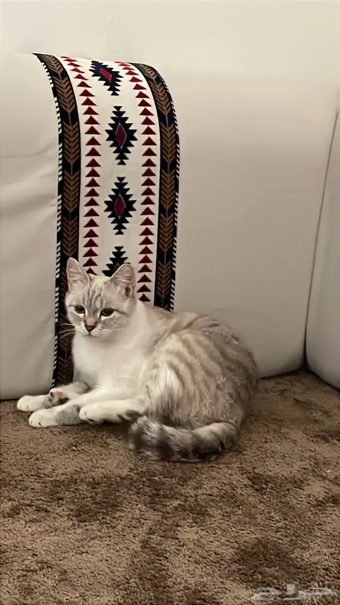 قطوه انثى جتنا البيت قبل يومين ساعه 4 هاديه تحب اللعب 2