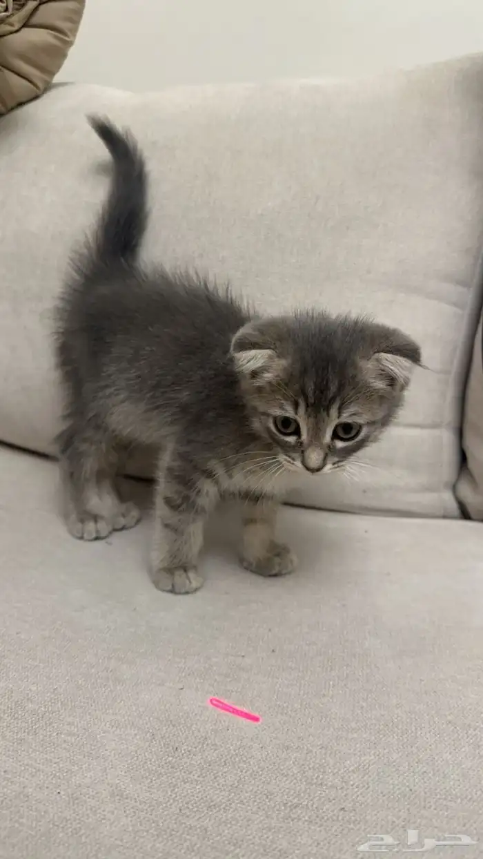 كيتن سكوتش فولد 3