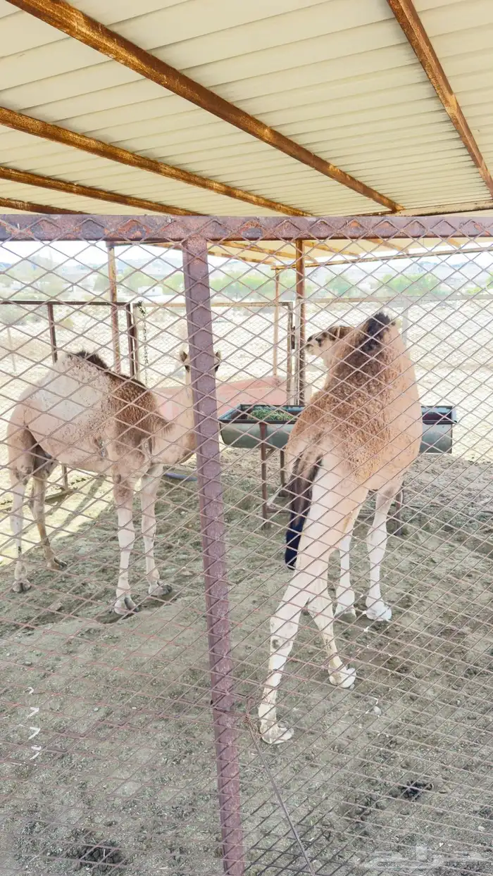 حشوان للبيع 1