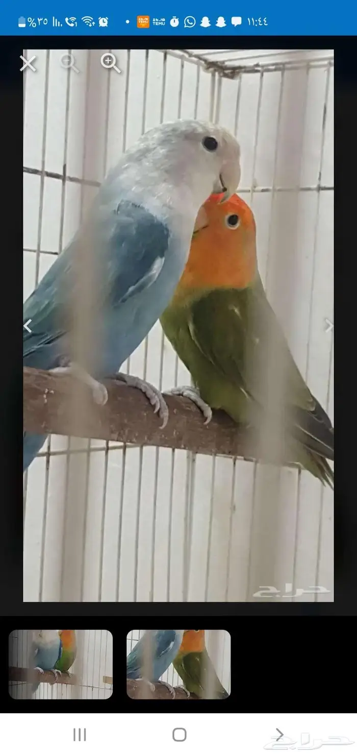 بيع روز منتج ... حجم يملا العين 1