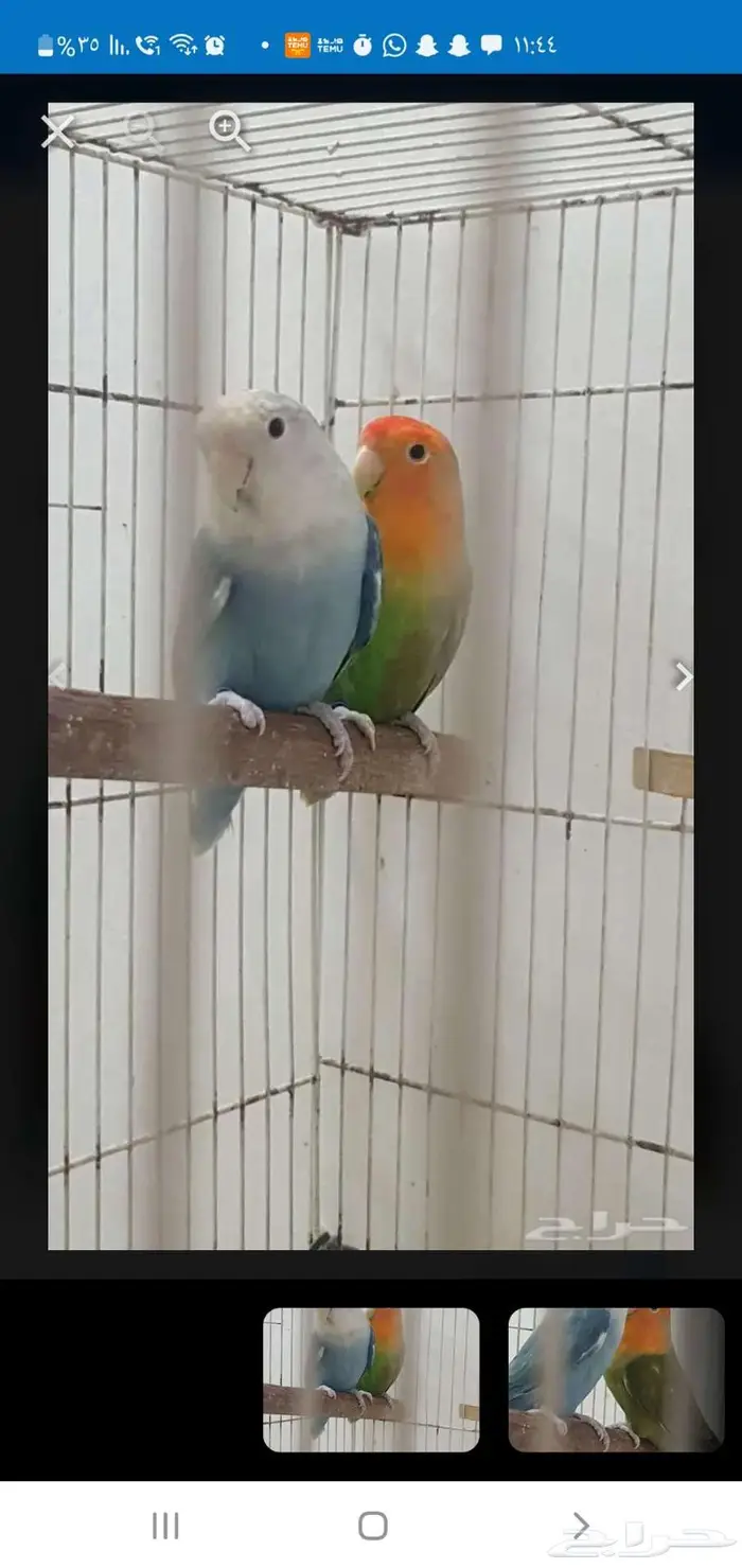 بيع روز منتج ... حجم يملا العين 0