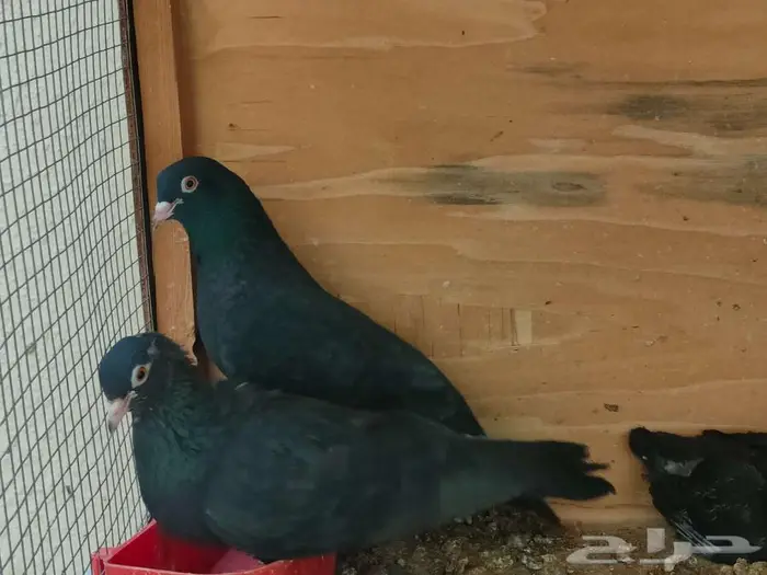 زوجين صنعاوي منتجين اسود و مقنزع مسرول 0