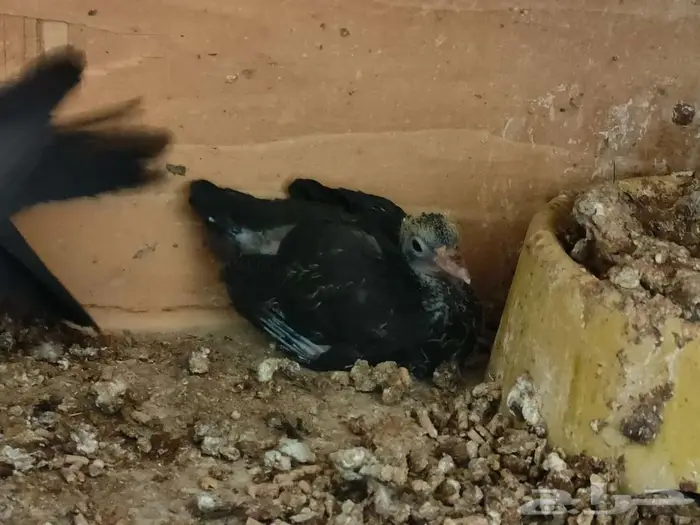 زوجين صنعاوي منتجين اسود و مقنزع مسرول 1