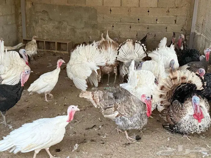 دجاج رومي للبيع في المزاحمية 1