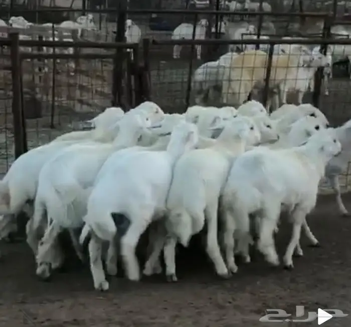 للبيع طليان فل شحم 1