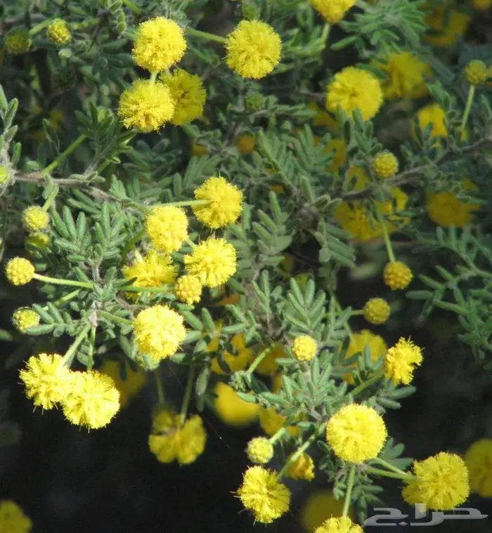 يوجد بذزر شجرة الأكاسيا 0